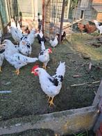 Bonte leghorn haan, Dieren en Toebehoren, Pluimvee, Mannelijk, Kip