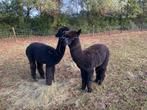 Prachtige zwarte Alpaca hengst, Dieren en Toebehoren, Overige Dieren, Augustus, Mannelijk