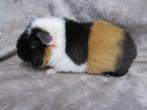 Mooi US teddy beertje, Mannelijk, Cavia, Tam