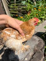 Cochin haan, Dieren en Toebehoren, Pluimvee