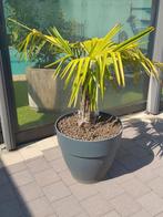 Palmboom Ttrachycarpus, Jardin & Terrasse, Plantes | Arbres, Enlèvement, Palmier