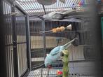 Halsband koppel tekoop, Dieren en Toebehoren
