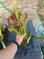 Vleesetende planten sarracenia flava €15, Ophalen of Verzenden