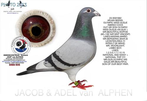 Postduif nr 982 M, Dieren en Toebehoren, Vogels | Duiven, Postduif