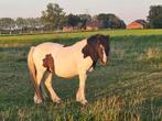 Lieve 11 jarige IJslander ruin - groen, Dieren en Toebehoren, Paarden, Minder dan 160 cm, Ruin, Gechipt, Onbeleerd