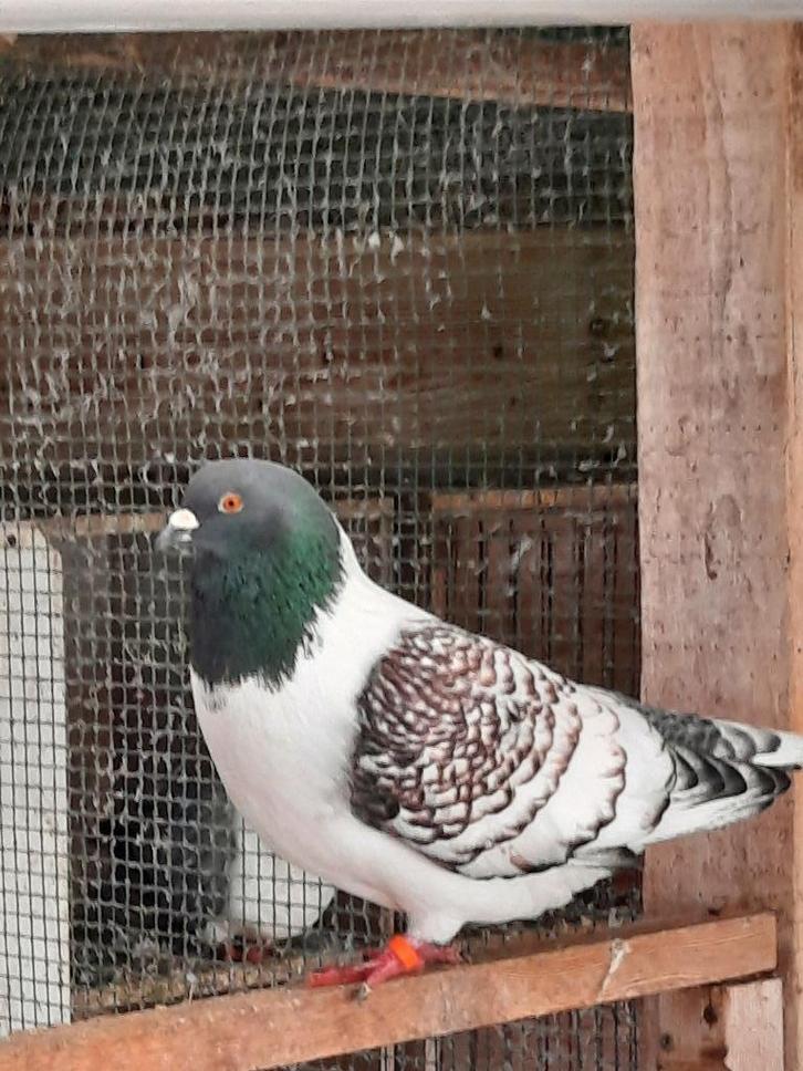 Duiven strassers, Dieren en Toebehoren, Vogels | Duiven