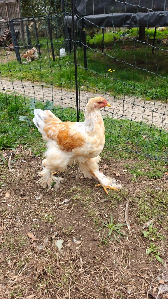Brahma haan, Dieren en Toebehoren, Pluimvee, Kip, Mannelijk
