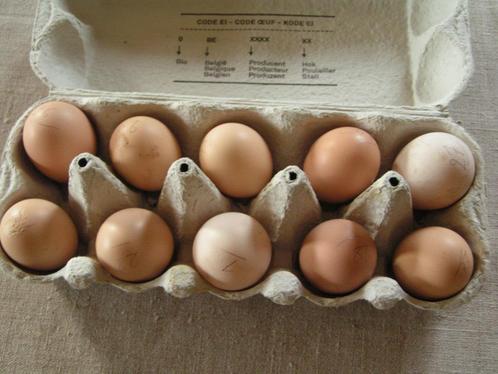 Broedeieren buff zijdehoenders, Dieren en Toebehoren, Pluimvee, Kip