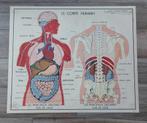 Oude leerborden voor het menselijk lichaam van Rossignol, Antiek en Kunst, Ophalen