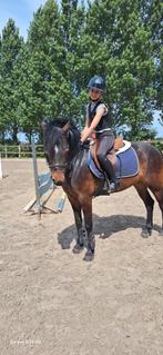 5 jarige brave d pony te koop, Dieren en Toebehoren, Pony's