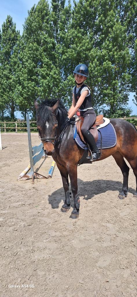 5 jarige brave d pony te koop, Dieren en Toebehoren, Pony's