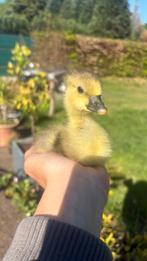 Ganzen kuiketjes beschikbaar, Dieren en Toebehoren, Pluimvee, Meerdere dieren, Gans of Zwaan