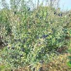 liguster vulgare, Tuin en Terras, Planten | Struiken en Hagen, Ophalen of Verzenden, Liguster, Haag