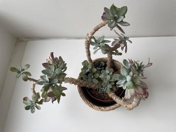 Succulente plant beschikbaar voor biedingen