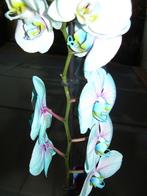 Blauwe orchidee, Ophalen