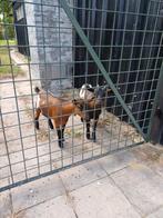 Dwerggeitjes, Dieren en Toebehoren