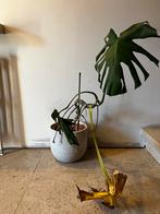 Gratis Monstera (beetje liefde nodig), Enlèvement