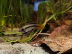 ZA biothoop/ vissen, Dieren en Toebehoren