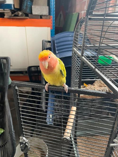 Dwerpapegaai roseicollis vrouw met dna bewijs, Dieren en Toebehoren, Vogels | Parkieten en Papegaaien, Tam