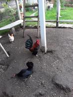 Serama Kippen Haantjes, Dieren en Toebehoren