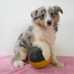 Sheltie Blue Merle (teefjes) Belgische pups te koop, CDV (hondenziekte), Meerdere, Teef, 8 tot 15 weken