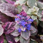 stekjes kruipend zenegroen vaste plant Ajuga, Ophalen, Vaste plant, Halfschaduw