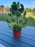 Grote pannenkoekenplant / Pilea peperomioides, Huis en Inrichting, Kamerplanten, Ophalen, Overige soorten, Halfschaduw, In pot
