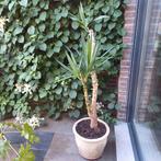 Kamerplanten, Ophalen