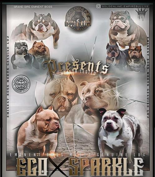 AMERICAN BULLY TOPPERS, Animaux & Accessoires, Chiens | Bouledogues, Pinschers & Molossoïdes, Plusieurs animaux, Autres races