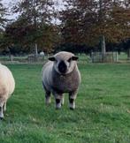 Zuivere Hampshire down bok, Dieren en Toebehoren, Mannelijk, Schaap, 0 tot 2 jaar