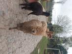 Alpaga, Chèvre, Plusieurs animaux, 0 à 2 ans