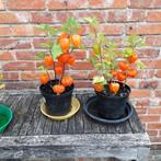 Lampionnen planten vaste plant, Ophalen, Zomer, Vaste plant