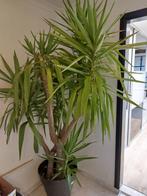 Grote YUCCA, Huis en Inrichting, Kamerplanten, Yucca, Halfschaduw, In pot, 200 cm of meer