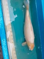 Meerdere koi, Dieren en Toebehoren, Vissen | Vijvervissen, Karper of Koi