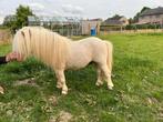 Goedgekeurde cremello Shetlandpony hengst, Dieren en Toebehoren, Hengst, A pony (tot 1.17m), Gechipt