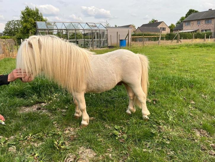 Goedgekeurde cremello Shetlandpony hengst, Dieren en Toebehoren, Pony's, Hengst, A pony (tot 1.17m), Gechipt, Ontwormd, Ingeënt
