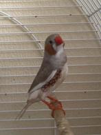 Mannetje Isabelle grijs gezoomd drager PN+Oudemaskeer, Dieren en Toebehoren, Mannelijk, Geringd