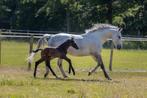 Merrie met veulen, Dieren en Toebehoren, Paarden, Merrie, L, 165 tot 170 cm