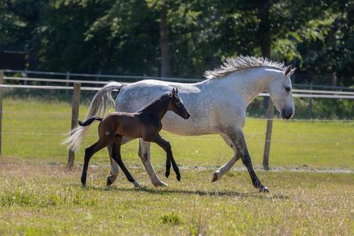 Merrie met veulen, Dieren en Toebehoren, Paarden, Merrie, L, 165 tot 170 cm