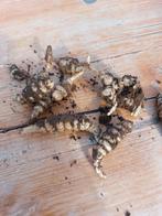 Crosne (plantgoed), Tuin en Terras, Ophalen