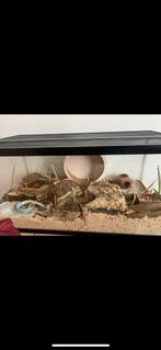 Terrarium, Enlèvement