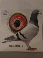 koppel late jongen voor de zware fond (jelle jellema), Meerdere dieren, Postduif