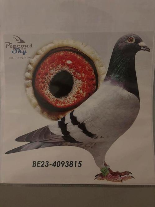 koppel late jongen voor de zware fond (jelle jellema), Dieren en Toebehoren, Vogels | Duiven, Postduif, Meerdere dieren