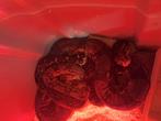 3 boa constrictors mooie dieren., Dieren en Toebehoren, Reptielen en Amfibieën, Slang