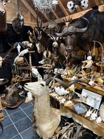 Te koop taxidermie, Ophalen of Verzenden