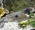 Cichlides special green terror, Poisson, Poisson d'eau douce, Banc de poissons