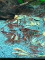 Vuuegarnaal /red cherry, Dieren en Toebehoren, Kreeft, Krab of Garnaal, Zoetwatervis, Schoolvis