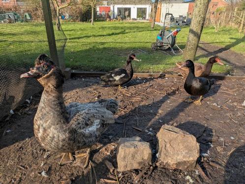 Broedeieren Muskuseenden, Dieren en Toebehoren, Pluimvee, Eend, Geslacht onbekend