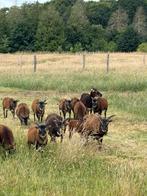 Soay lammeren, Meerdere dieren, Schaap, 0 tot 2 jaar
