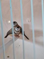 Bichenow astrildes exoten, Dieren en Toebehoren, Vogels | Overige Vogels